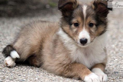 shetland sheepdog puppies michigan|sheltie adoption near me.